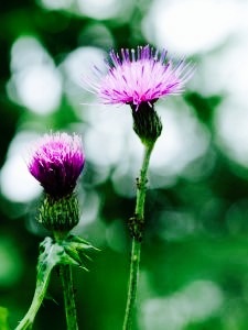 Photo by Makio Kusahara