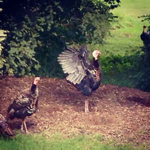 "Why they always make serious face in yoga? You make serious face like this, you scare away good energy. To meditate, only you must smile. Smile with face, smile with mind, and good energy will come to you and clean away dirty energy. Even smile in your liver. Practice tonight in hotel. Not to hurry, not to try too hard. Too serious, you make you sick. You can calling the good energy with a smile." --Ketut Liyer, Balinese healer from Eat, Pray, Love by Elizabeth Gilbert. Smiling when I practice close to the wild turkeys in my backyard--they stretch & sun salutation too. 