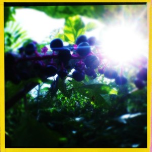 Photo by Candice Read Shoulders. @canditcha on Instagram